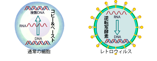 逆転写酵素とは？