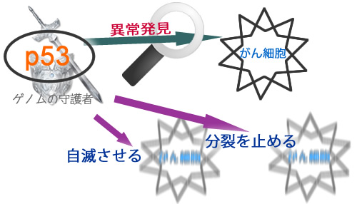 ゲノム（遺伝子）の守護者