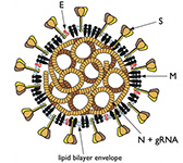 パンデミックの預言