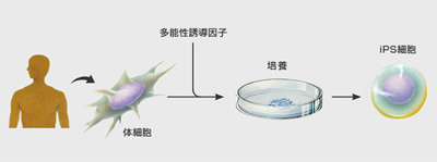 アダムの肋骨とiPS細胞